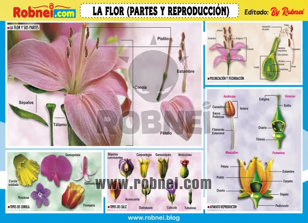 La Flor Partes Y Reproduccion